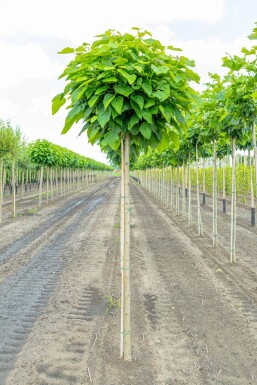 Catalpa bignonioides 'Nana' hoogstam 8/10 180cm stam