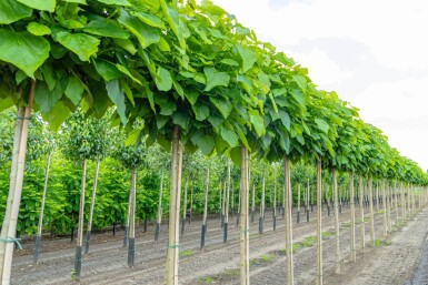 Catalpa bignonioides 'Nana' hoogstam 8/10 180cm stam