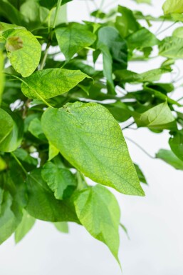 Catalpa bignonioides 'Nana' hoogstam 8/10 180cm stam