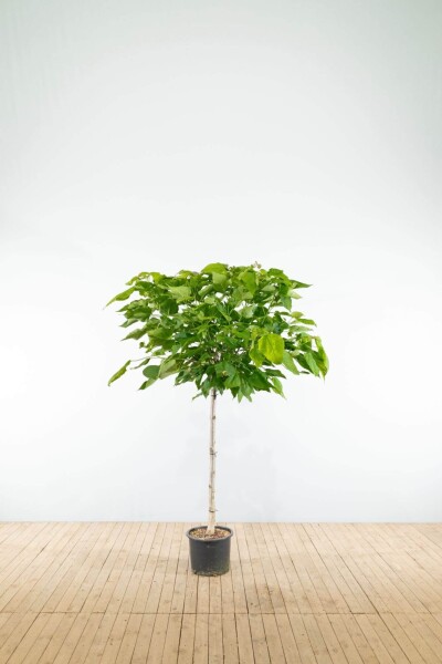 Catalpa bignonioides 'Nana' halfstam