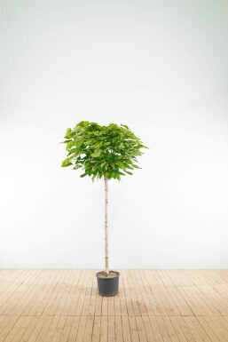 Catalpa bignonioides 'Nana' halbstamm 6/8 150cm Stamm