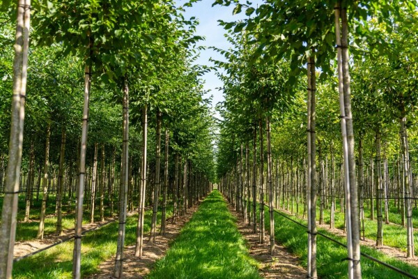 Celtis australis Celtis australis