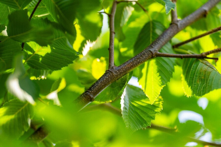 Celtis australis Celtis australis