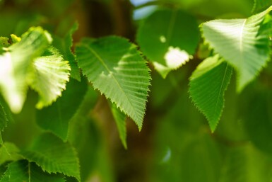 Celtis australis hochstamm 14/16