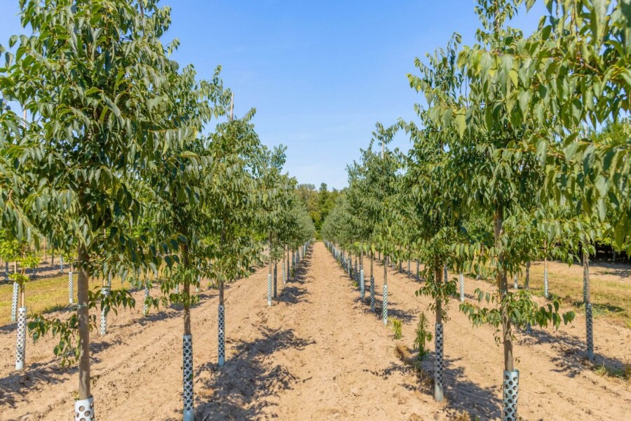 Celtis australis HO 14/16 P/K Celtis australis Hochstamm 14/16