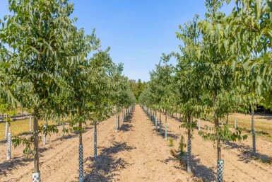 Celtis australis hochstamm 14/16