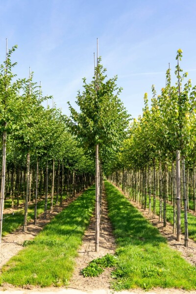 Celtis australis hoogstam Celtis australis hoogstam