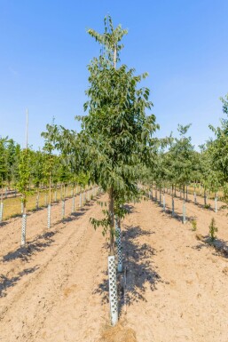 Celtis australis hochstamm 14/16