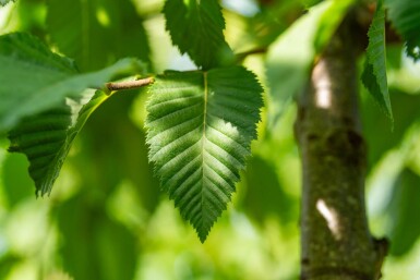 Celtis australis hochstamm 14/16