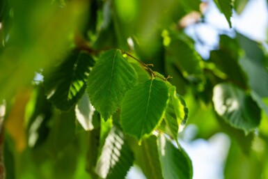 Celtis australis hochstamm 14/16