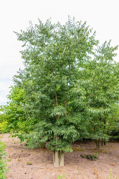 Celtis australis meerstammig