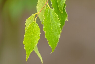 Celtis australis mehrstämmig 200-250