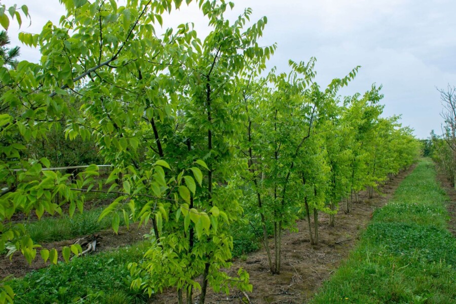 Celtis occidentalis Celtis occidentalis
