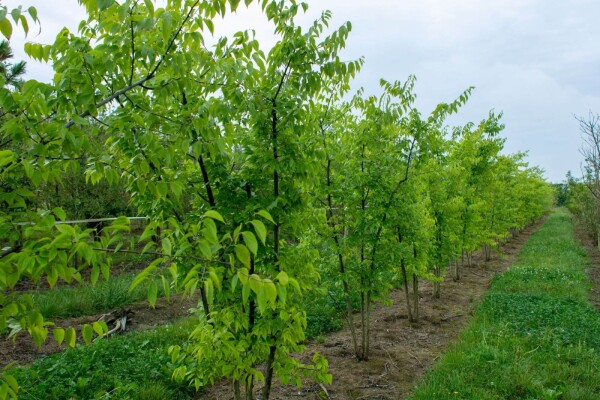 Celtis occidentalis Celtis occidentalis