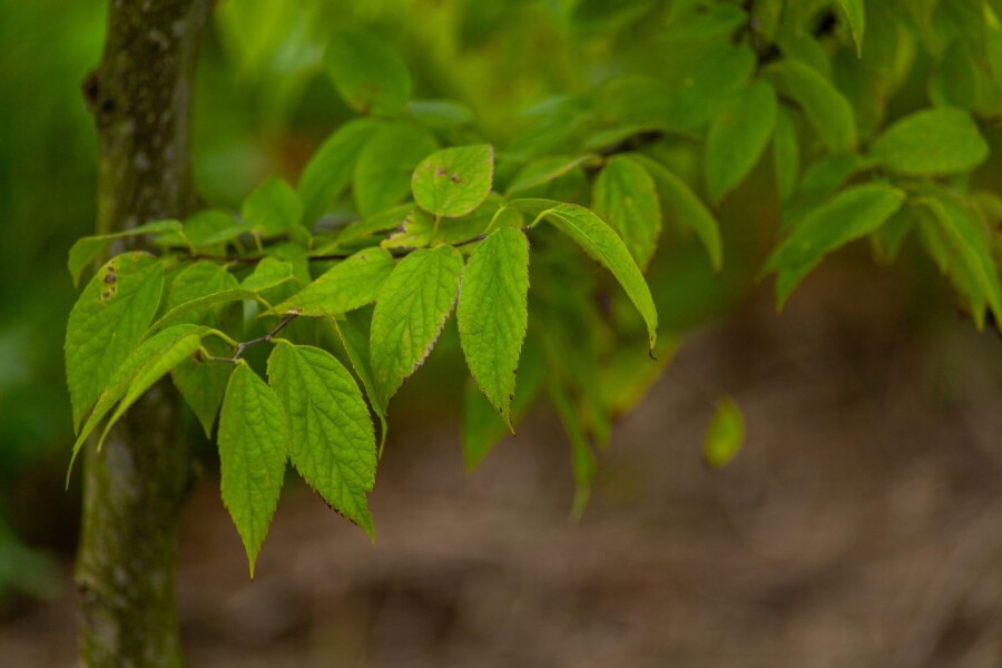 Celtis occidentalis Celtis occidentalis