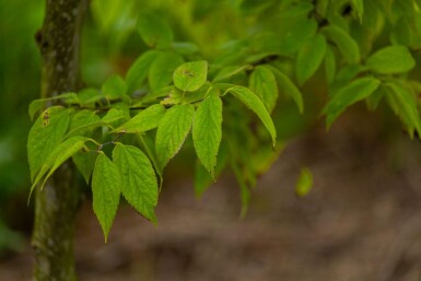 Celtis occidentalis Celtis occidentalis