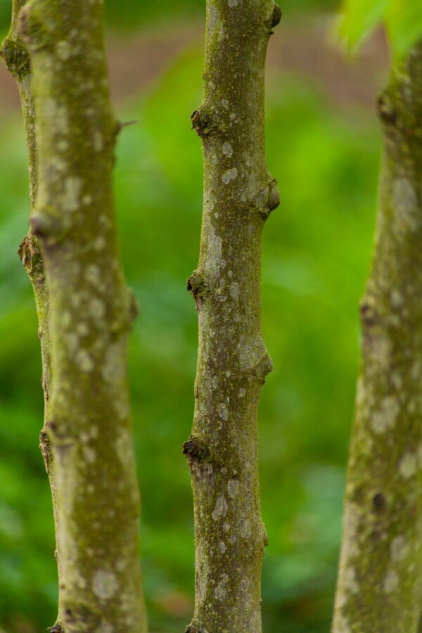 Celtis occidentalis Celtis occidentalis
