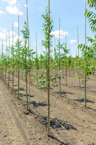 Celtis occidentalis hoogstam Celtis occidentalis hoogstam