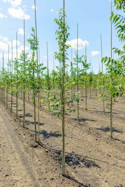 Celtis occidentalis HO 10/12 P/K Celtis occidentalis Hochstamm 10/12