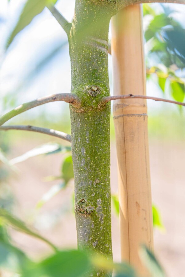 Celtis occidentalis HO 10/12 P/K Celtis occidentalis Hochstamm 10/12
