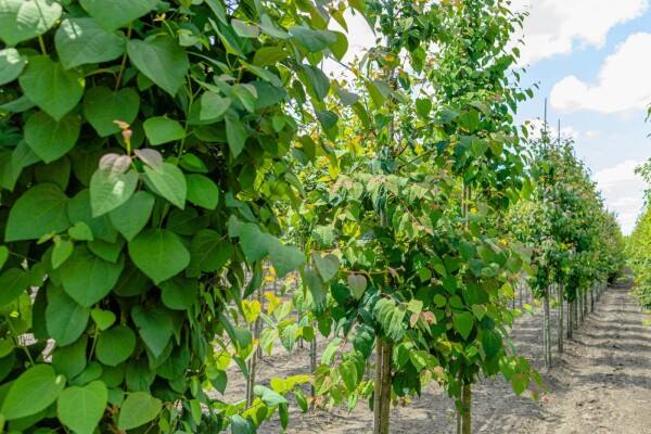 Cercidiphyllum japonicum Cercidiphyllum japonicum