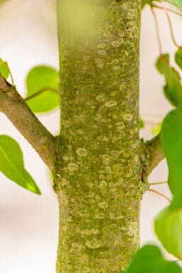 Cercidiphyllum japonicum HO 8/10 P/K Cercidiphyllum japonicum Hochstamm 8/10