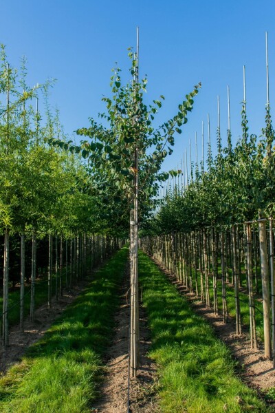 Cercidiphyllum japonicum hoogstam Cercidiphyllum japonicum hoogstam