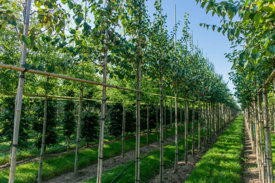 Cercidiphyllum japonicum HO 8/10 P/K Cercidiphyllum japonicum Hochstamm 8/10