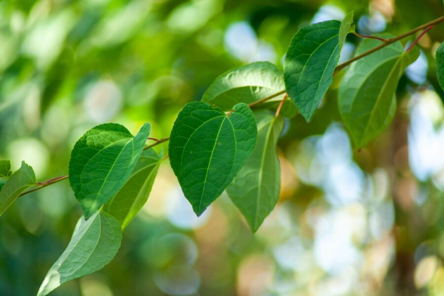 Cercidiphyllum japonicum HO 8/10 P/K Cercidiphyllum japonicum Hochstamm 8/10