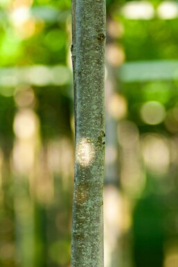 Cercidiphyllum japonicum HO 8/10 P/K Cercidiphyllum japonicum Hochstamm 8/10