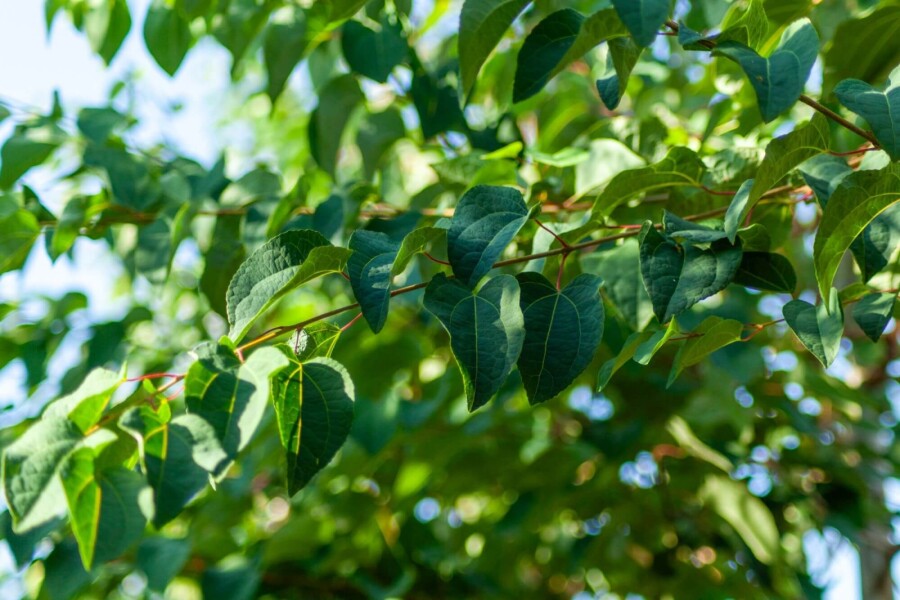 Cercidiphyllum japonicum HO 8/10 P/K Cercidiphyllum japonicum Hochstamm 8/10