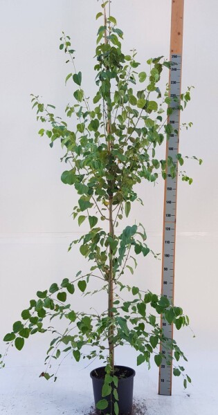 Cercidiphyllum japonicum beveerd Cercidiphyllum japonicum beveerd
