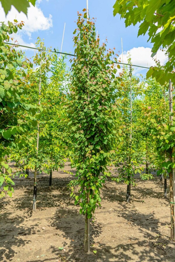 Cercidiphyllum japonicum BE 6-8 P/K Cercidiphyllum japonicum Stammbusch 6-8