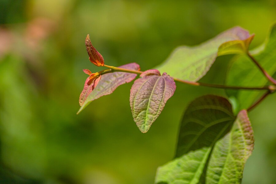 Cercidiphyllum japonicum BE 6-8 P/K Cercidiphyllum japonicum Stammbusch 6-8