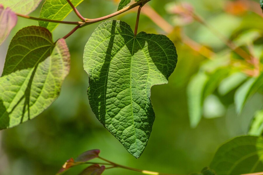 Cercidiphyllum japonicum BE 6-8 P/K Cercidiphyllum japonicum Stammbusch 6-8