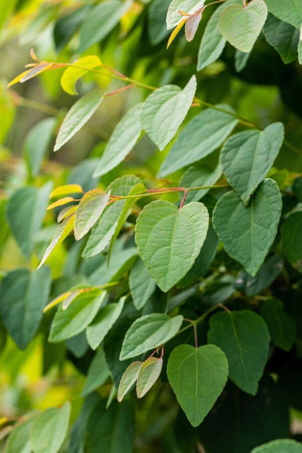 Cercidiphyllum japonicum BE 6-8 P/K Cercidiphyllum japonicum Stammbusch 6-8