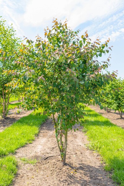 Cercidiphyllum japonicum meerstammig