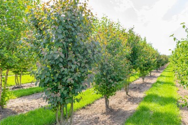 Cercidiphyllum japonicum mehrstämmig 200-250