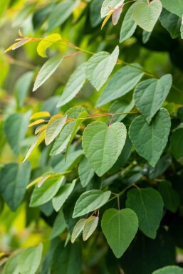 Cercidiphyllum japonicum mehrstämmig 200-250