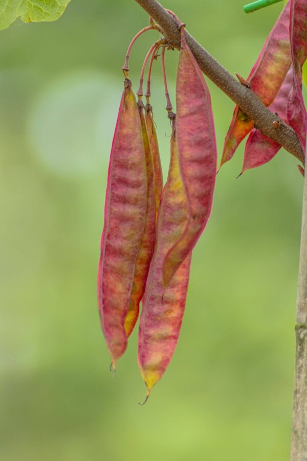 Cercis canadensis Cercis canadensis