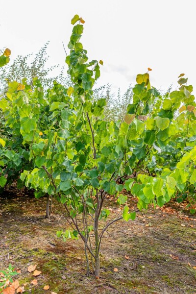 Cercis canadensis