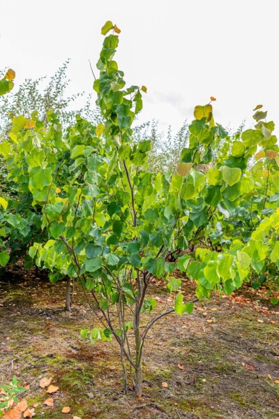 Cercis canadensis Cercis canadensis