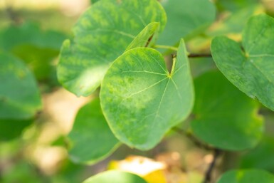 Cercis canadensis