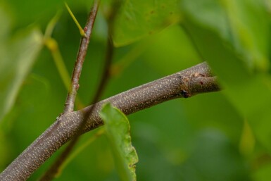 Cercis canadensis hoogstam 10/12