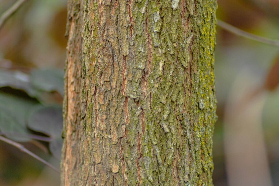 Cercis canadensis HO 10/12 P/K Cercis canadensis Hochstamm 10/12