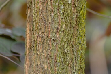 Cercis canadensis hoogstam 10/12