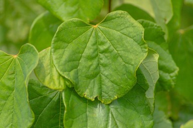 Cercis canadensis hoogstam 10/12