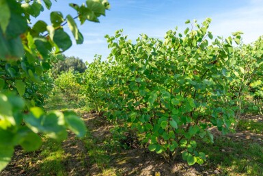 Cercis canadensis meerstammig 200-250