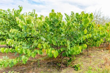 Cercis canadensis meerstammig 200-250