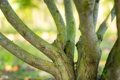 Cercis canadensis meerstammig 200-250